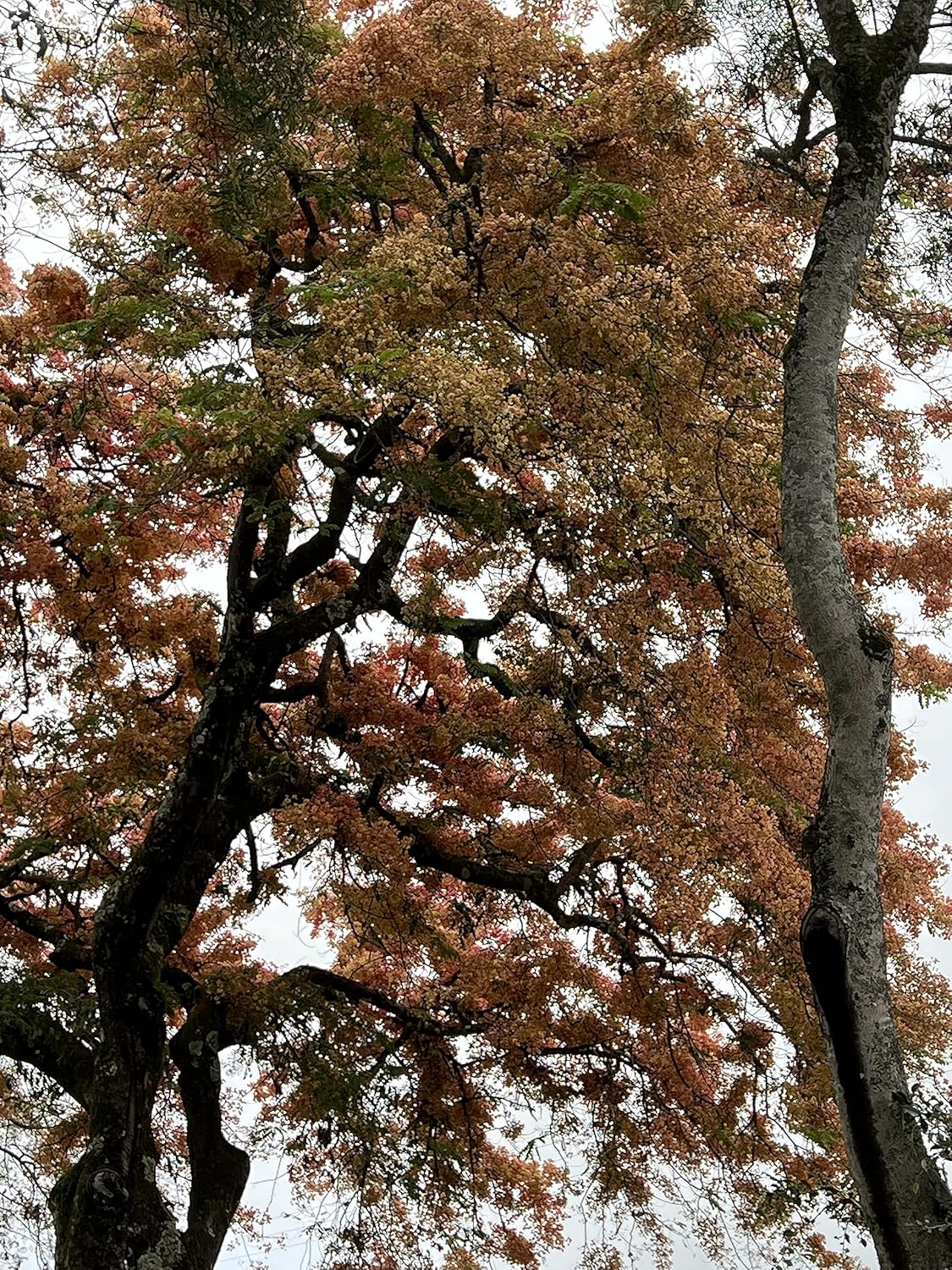 Semillas de árbol de ducha híbridas limitadas extremadamente raras (color impresionante!)