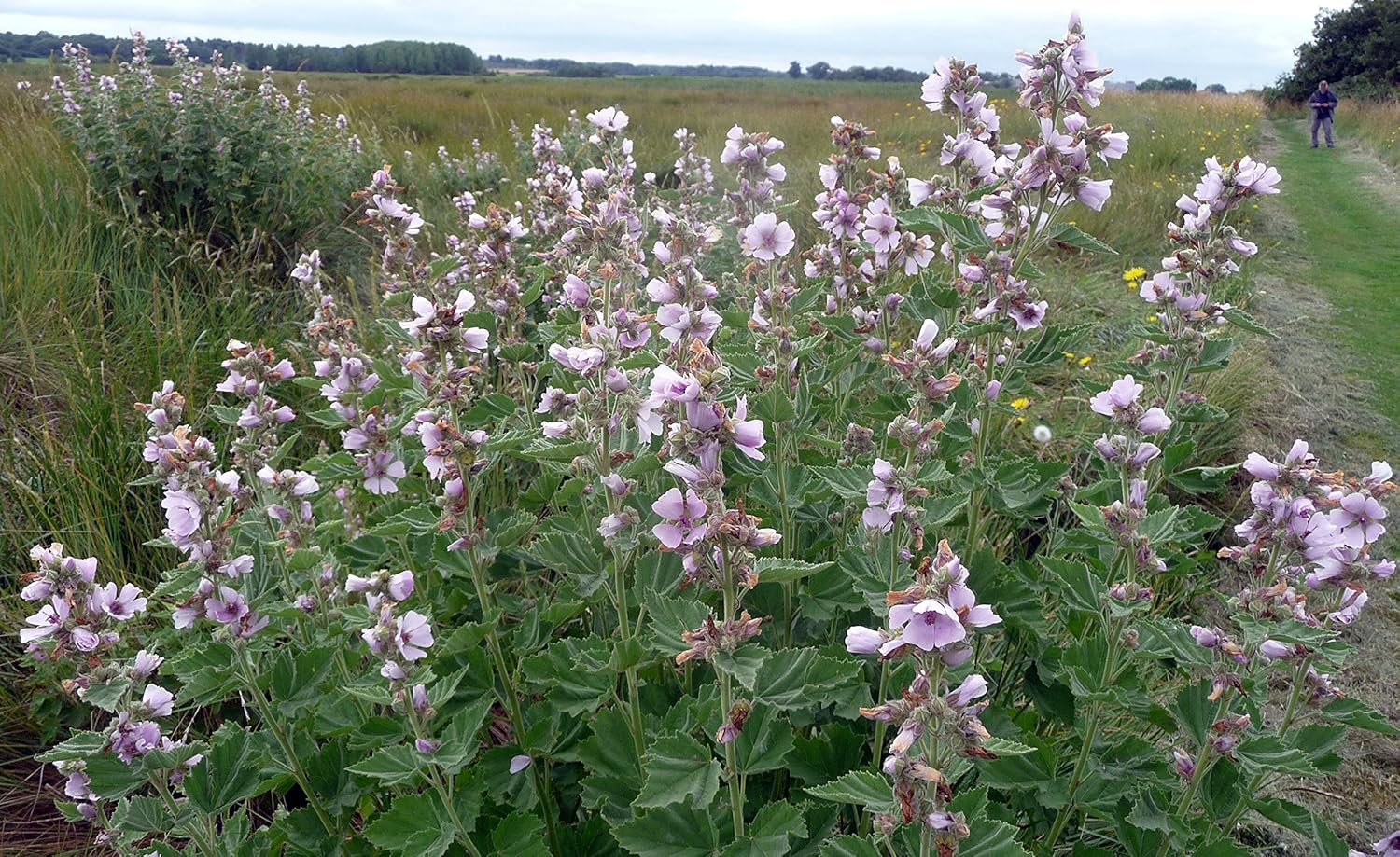 Semillas Hierba Malvavisco (Althaea Officinalis) Medicinal – 100 Semillas