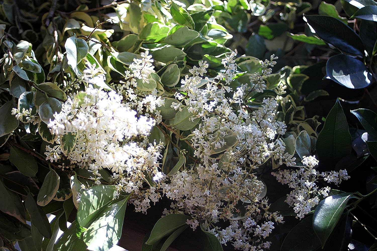 Ligustrum Japonicum Jack Frost – 40 plantas vivas – Consejos abigarrados de cobertura de privacidad de hoja perenne