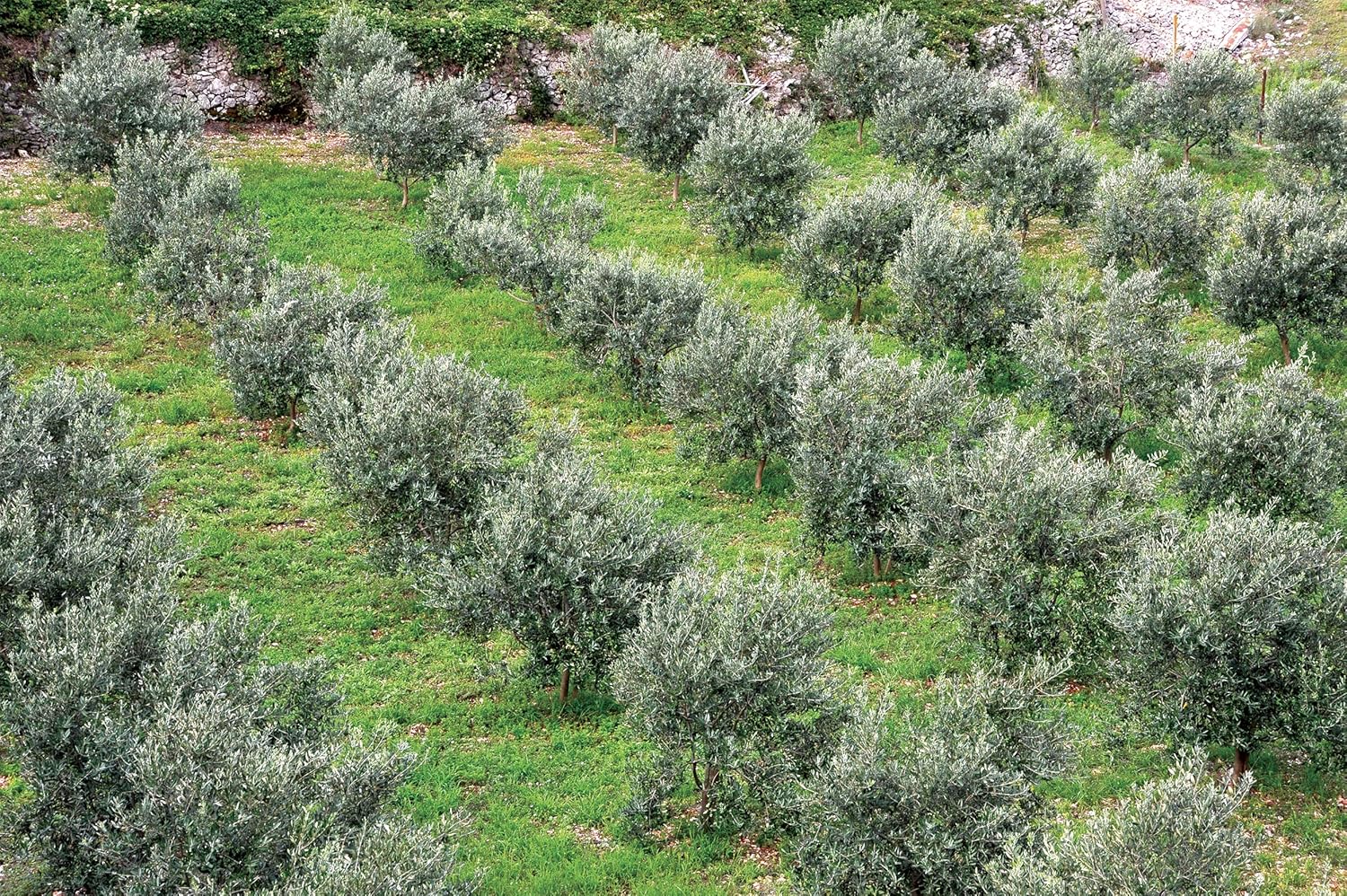 Brachia Aceite de oliva virgen extra de Croacia de la isla de Brac, sabor suave y delicado, 100 % puro y natural croata prensado en frío. Importado