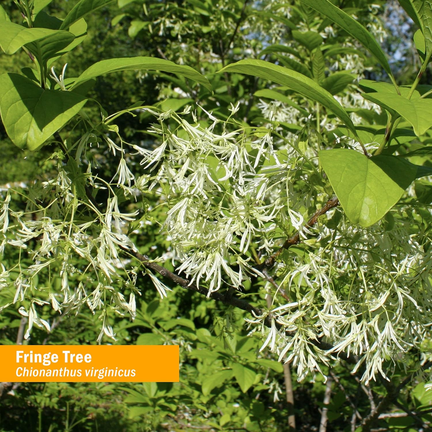 Herb Pharm Extracto líquido Fringe Tree para apoyo del sistema digestivo – 1 onza