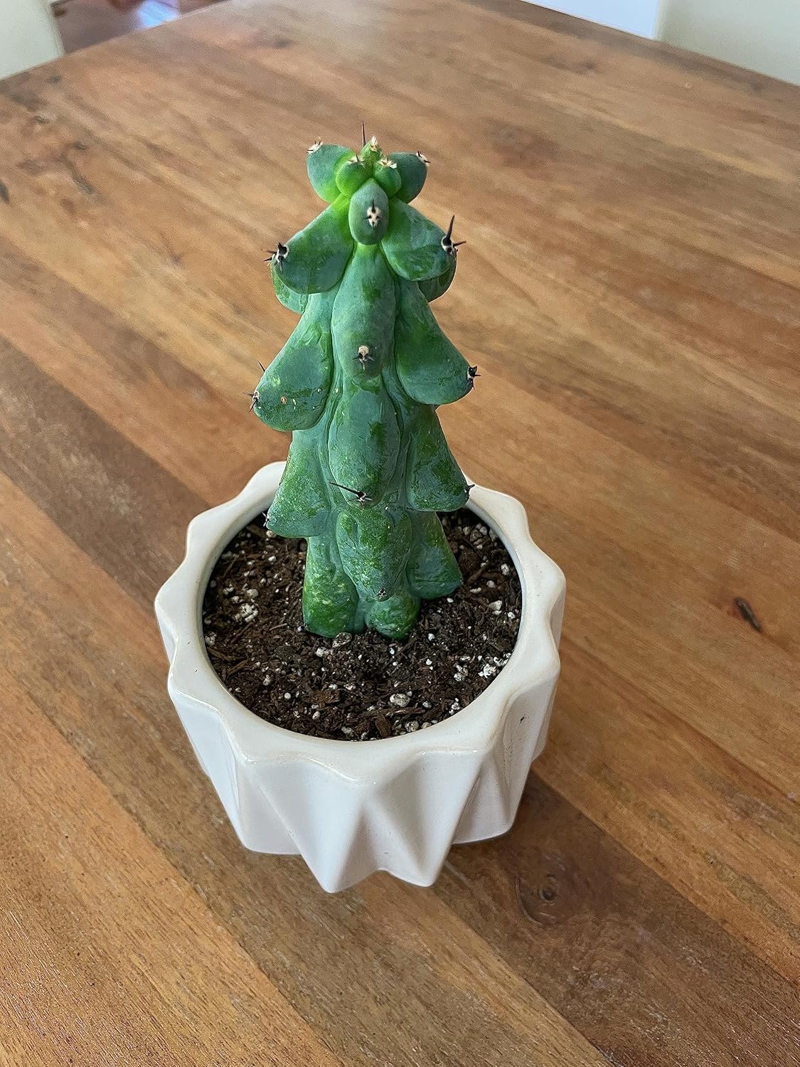 Boobie Cactus Myrtillocactus Geometrizans – Plantas suculentas raras vivas – Plantas de interior maduras para amantes de las plantas y