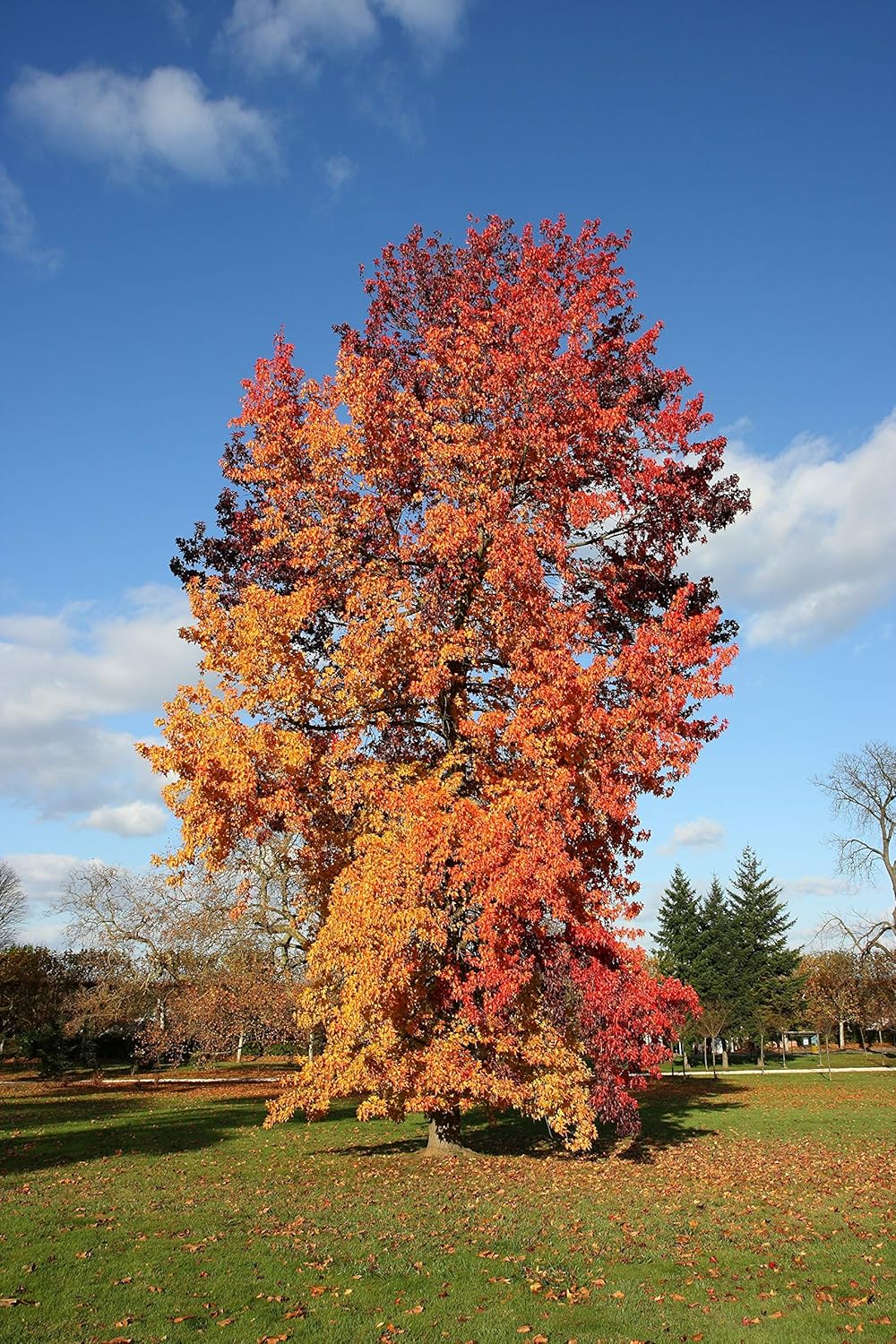American Sweetgum  Plántula de árbol pequeño  The Jonsteen Company