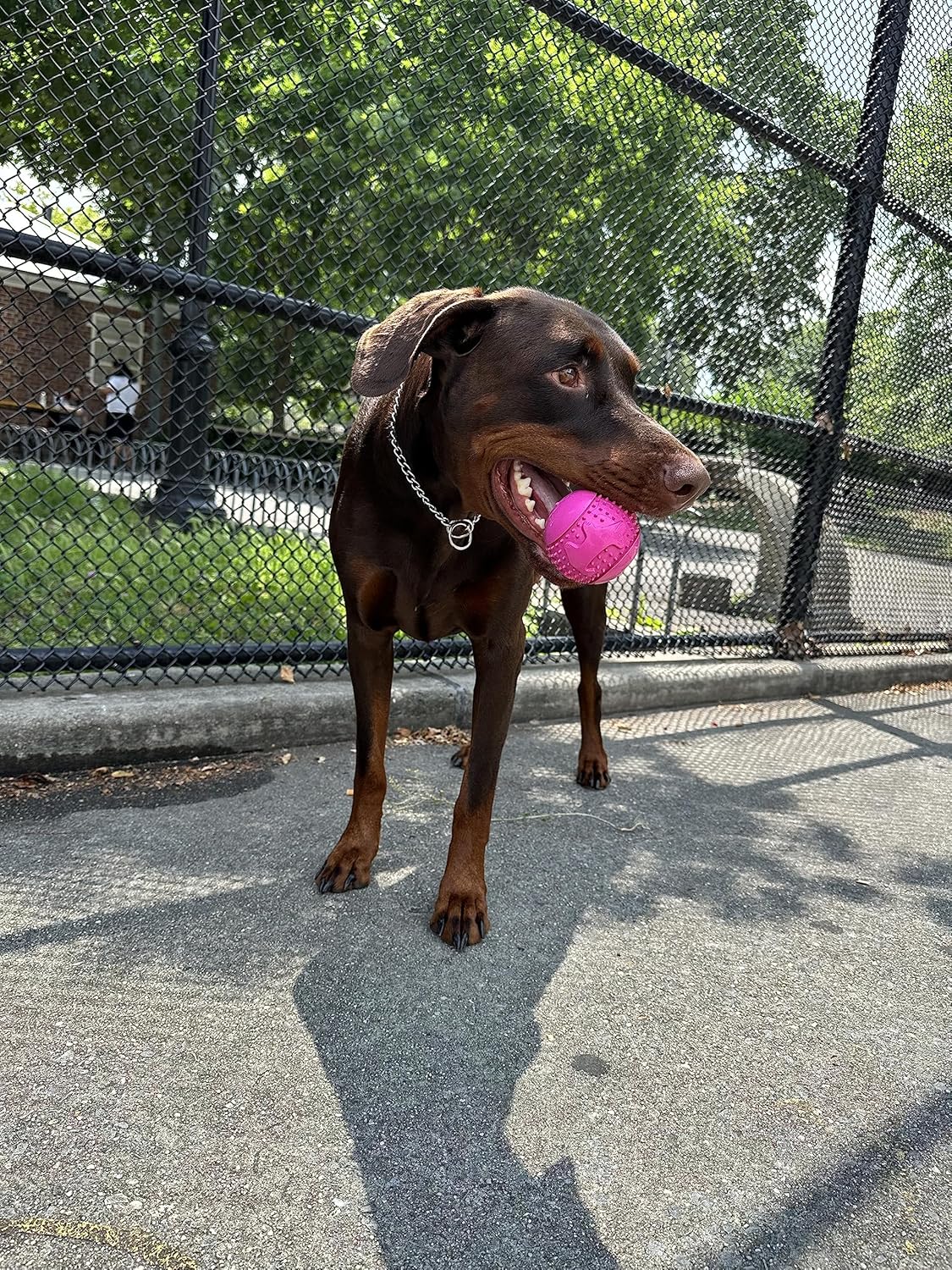 Feed N’ Fetch Paquete de 2 comederos interactivos para perros y limpiador de dientes (razas pequeñasmedianasmedianas)