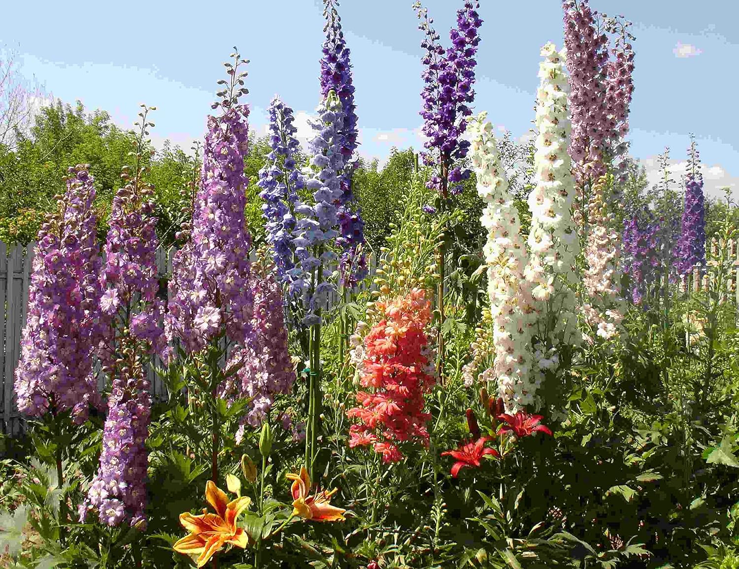 Semillas Rocket Larkspur Delphinium Giant High Tall Mix Anual Flores cortadas al aire libre para plantar sin OMG