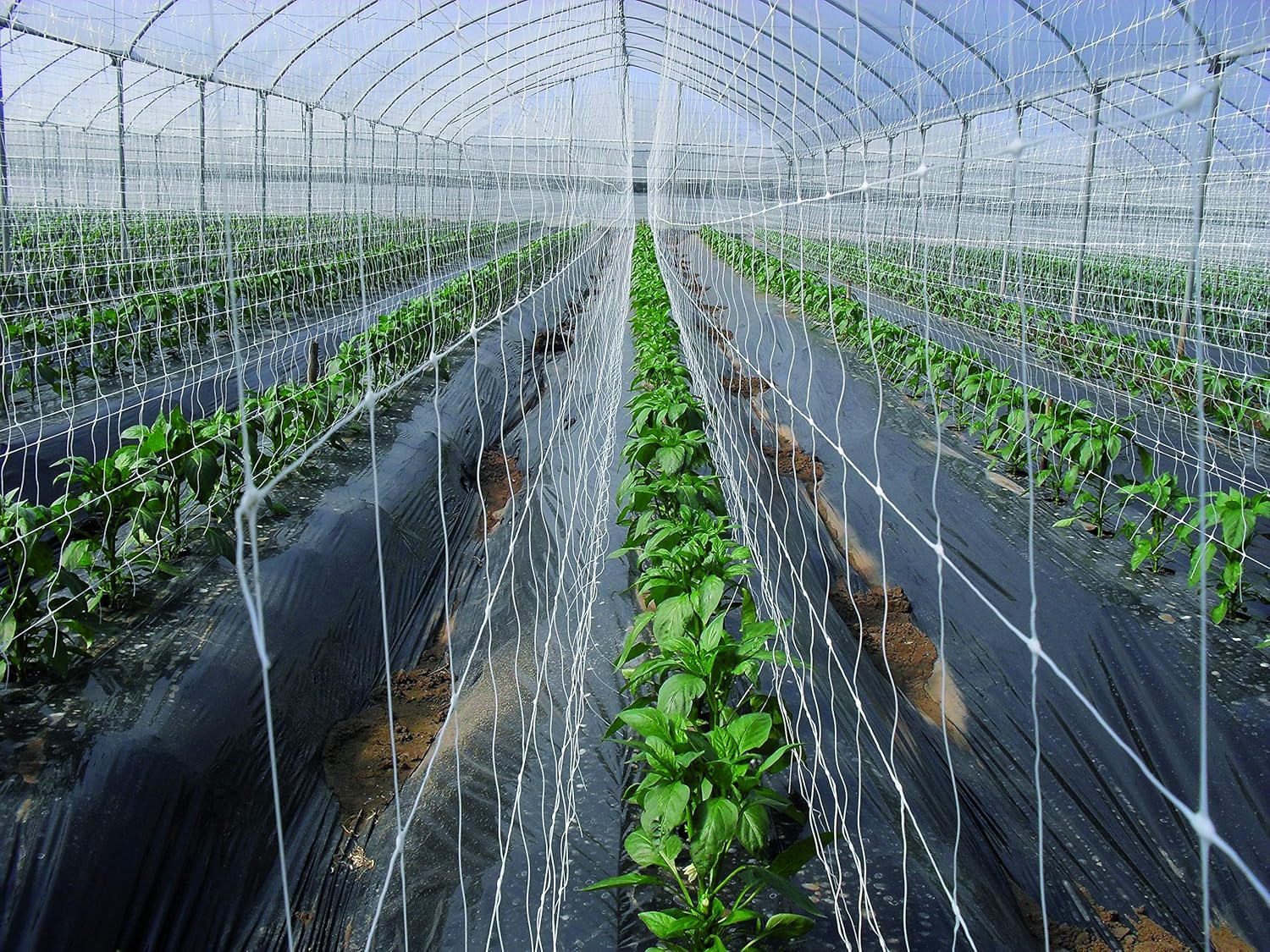 Tenax Hortonova Plant Trellis Net Lm, 67 pulgadas x 328 pies, color blanco