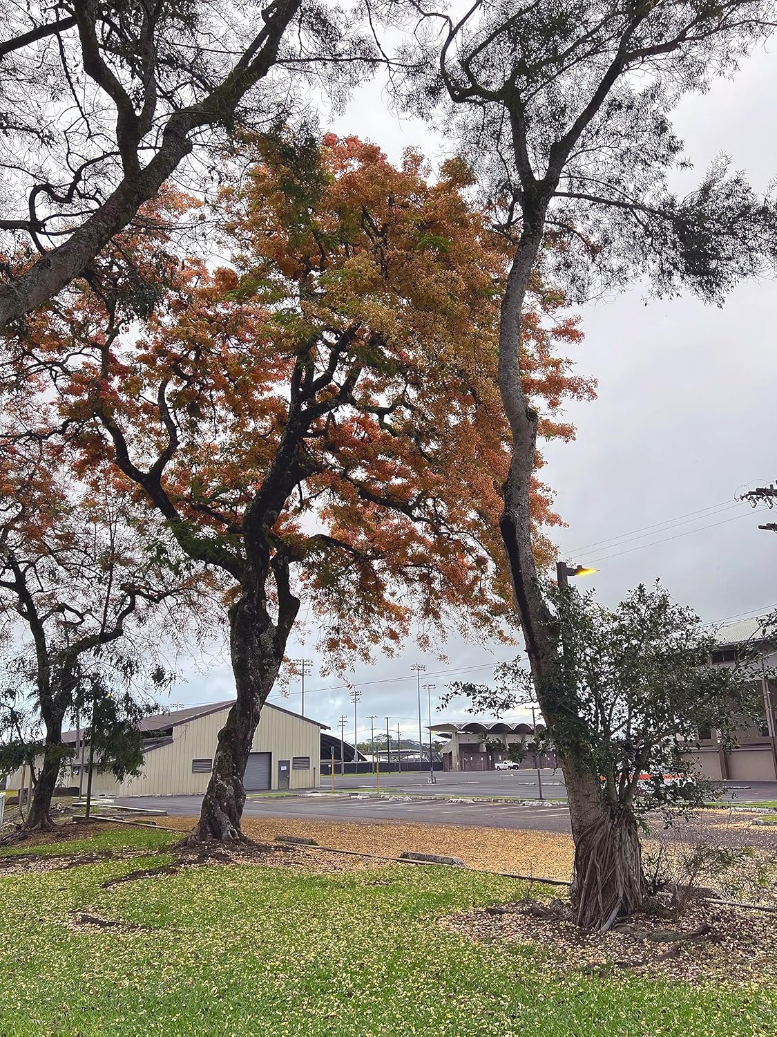 Semillas de árbol de ducha híbridas limitadas extremadamente raras (color impresionante!)
