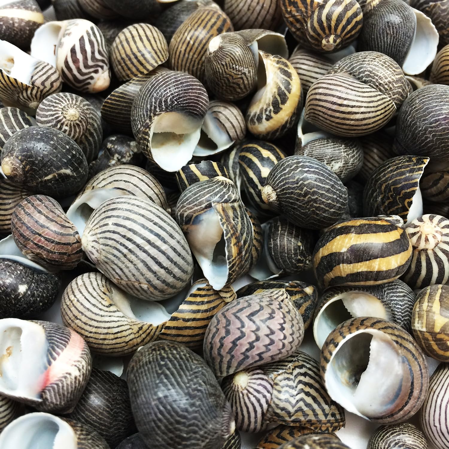 PEPPERLONELY 100 piezas de conchas marinas de Nerite Zig Zag, 12 pulgada  34 pulgadas
