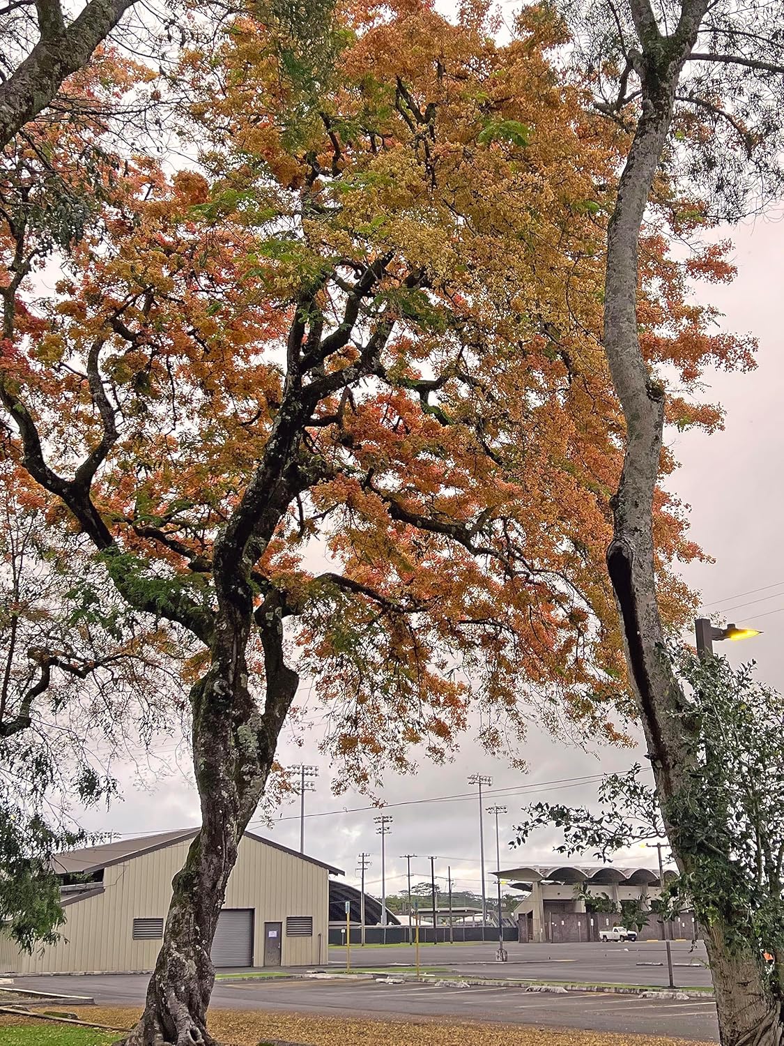 Semillas de árbol de ducha híbridas limitadas extremadamente raras (color impresionante!)