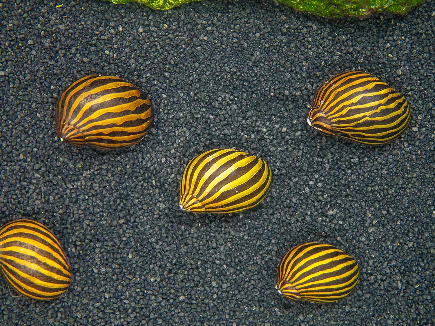 Aquatic Arts 3 caracoles neritas cebra vivos, filtro de sustrato más transparenteacuario, seguro en tanques de peces de agua dulce TetraGuppyBetta