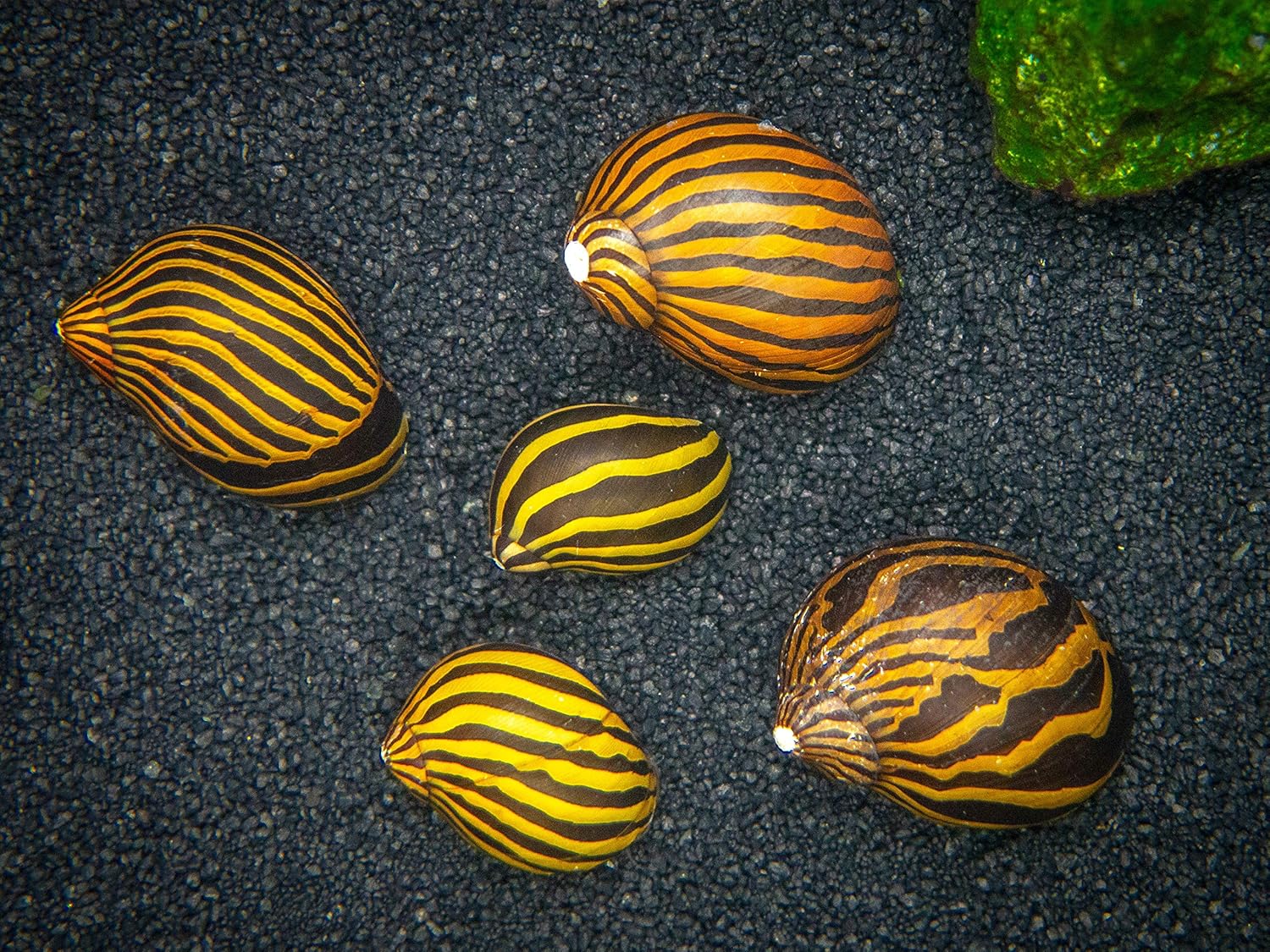 Aquatic Arts 3 caracoles neritas cebra vivos, filtro de sustrato más transparenteacuario, seguro en tanques de peces de agua dulce TetraGuppyBetta