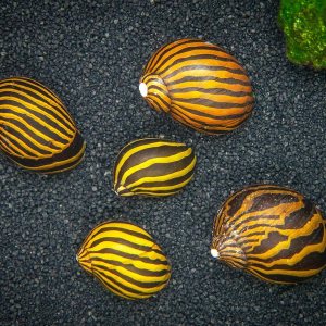 Aquatic Arts 3 caracoles neritas cebra vivos, filtro de sustrato más transparenteacuario, seguro en tanques de peces de agua dulce TetraGuppyBetta Aquatic Arts 3 caracoles neritas cebra vivos, filtro de sustrato más transparenteacuario, seguro en tanques de peces de agua dulce TetraGuppyBetta