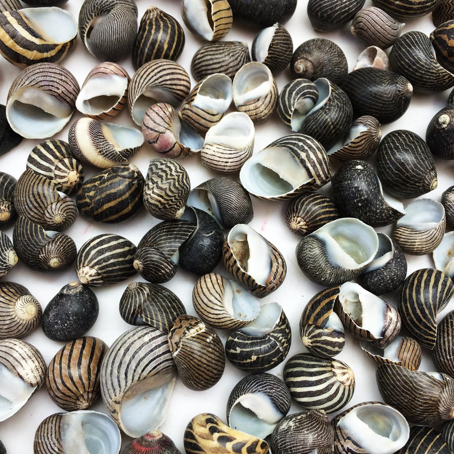 PEPPERLONELY 100 piezas de conchas marinas de Nerite Zig Zag, 12 pulgada  34 pulgadas