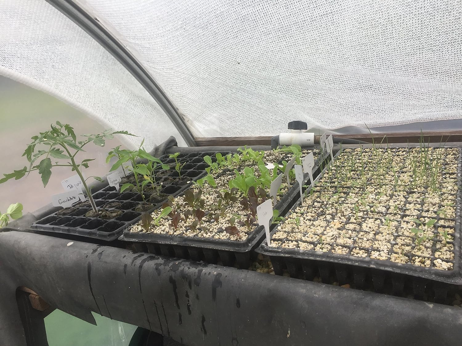 Bootstrap Farmer Bandeja de plántulas de 128 celdas, extra fuerte, paquete de 5 bandejas de cultivo de semillas para iniciar la propagación de