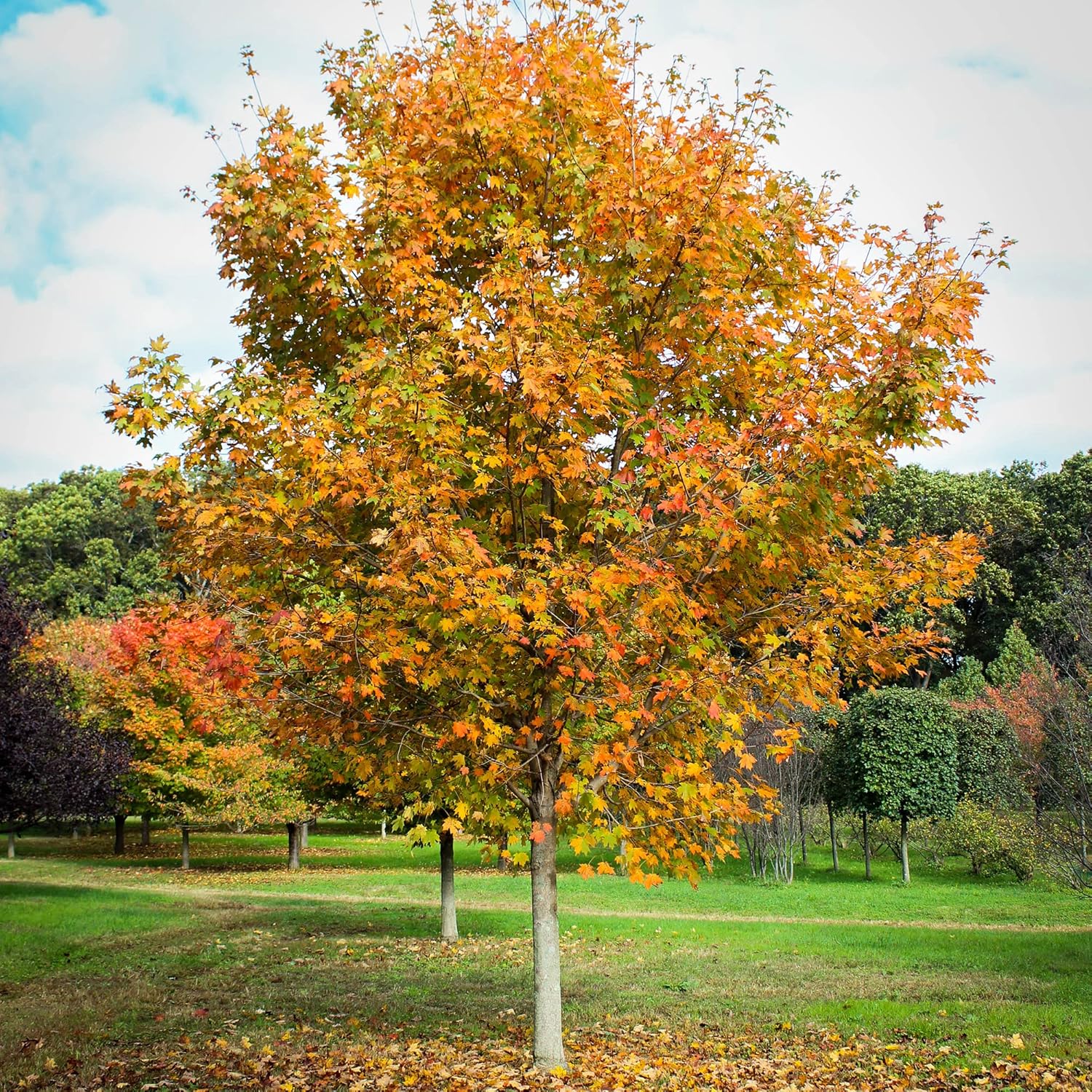 YEGAOL Garden – Semillas de arce azucarado Acer Saccharum Deciduou, árbol ornamental popular en paisajismo al aire libre, 20 semillas de árbol