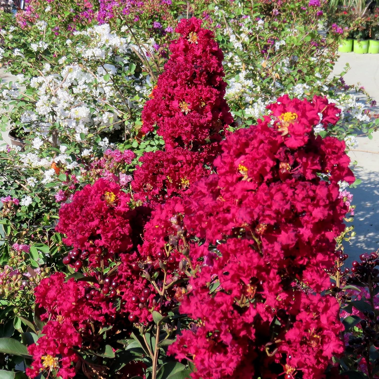 Crape Myrtle Dynamite Red  3 plantas vivas  Flores rojas vívidas y crecimiento resistente, planta viva, arbusto ornamental para una impresionante