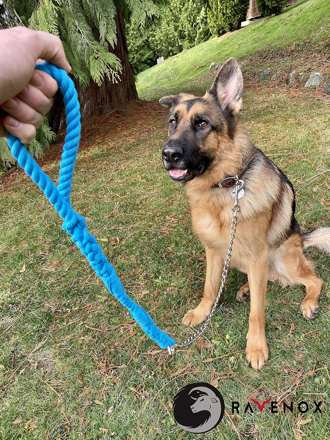 Ravenox Correa para perro con cadena (turquesa) (12 pulgada x 6 pies)  Cuerda de algodón trenzado para perro con cadena chapada en níquel y broche