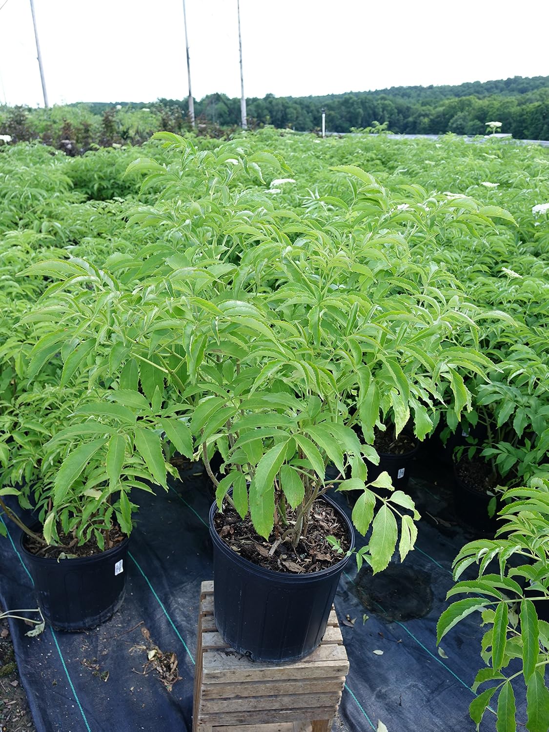 Sambucus canadensis ‘York’ (Baya de saúco) Arbusto, #3 – Tamaño Contenedor