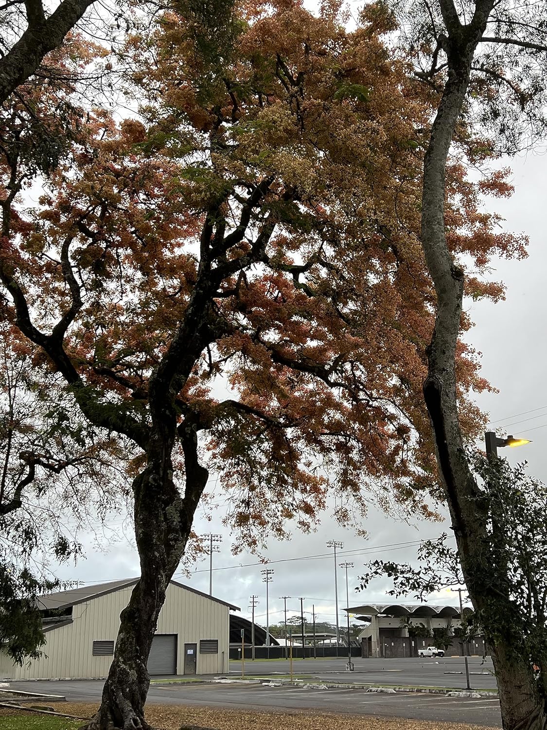Semillas de árbol de ducha híbridas limitadas extremadamente raras (color impresionante!)