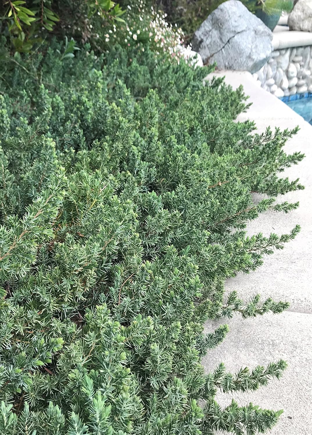 Juniper Blue Pacific – 3 plantas vivas – Tamaño de maceta de 2 pulgadas – Cubierta de suelo de hoja perenne ‘Shore Juniper’
