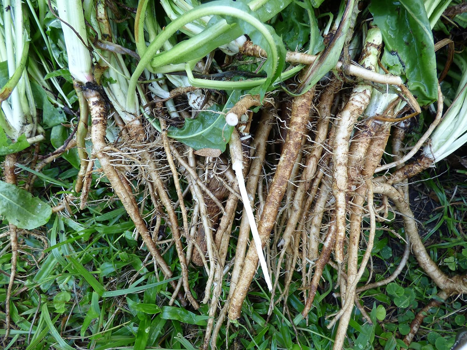 Semillas de achicoria – Cichorium intybus – 28K Seeds, 1 oz – B207
