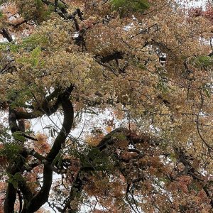Semillas de árbol de ducha híbridas limitadas extremadamente raras (color impresionante!) Semillas de árbol de ducha híbridas limitadas extremadamente raras (color impresionante!)