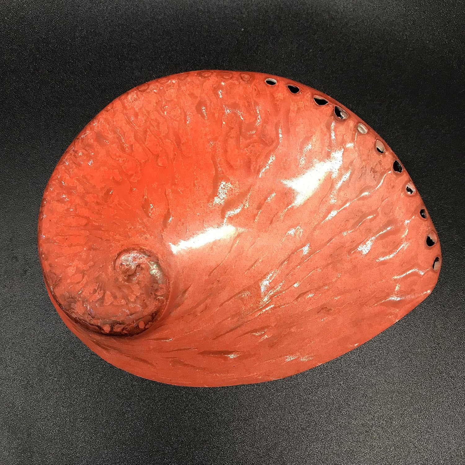 PEPPERLONELY 1 unidad de conchas marinas de abulón Midas naranja oscuro pulidas para decoración y exhibición del hogar, 5 pulgadas  5-12 pulgadas
