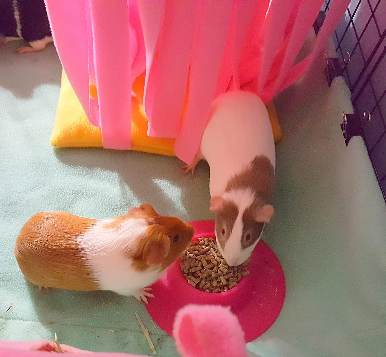 Cuenco ergonómico para mascotas a prueba de puntas para conejillo de indias y otras mascotas pequeñas, 14 taza tamaño pequeño, fucsia (rosa)