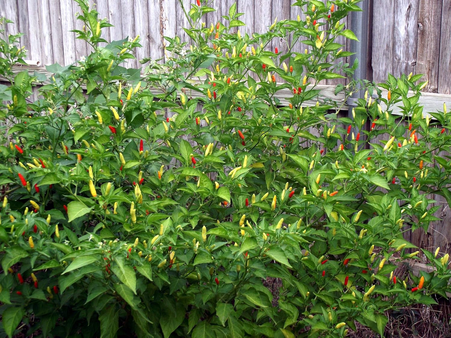 Semillas de Pimiento Picante – Tabasco – reliquia – Liliana’s Garden