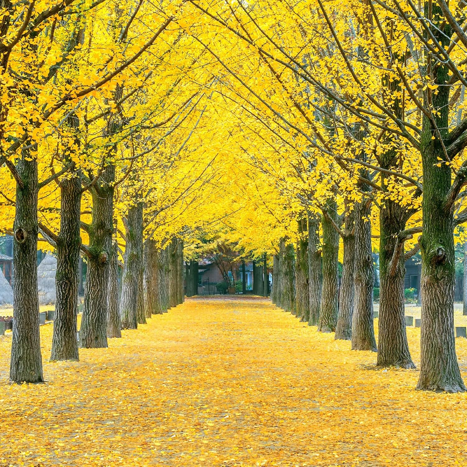 CHUXAY GARDEN Semillas de Ginkgo Biloba, 10 semillas, árbol de ginkgo, pantalla de privacidad, árbol de hoja caduca comestible