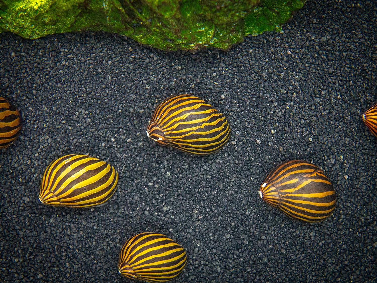 Aquatic Arts 3 caracoles neritas cebra vivos, filtro de sustrato más transparenteacuario, seguro en tanques de peces de agua dulce TetraGuppyBetta