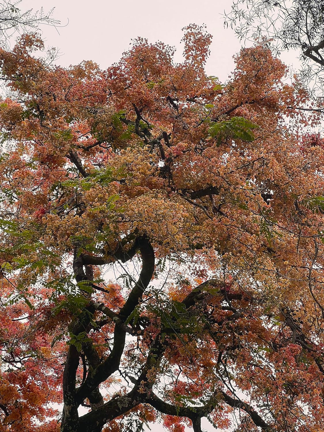 Semillas de árbol de ducha híbridas limitadas extremadamente raras (color impresionante!)