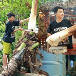 Resep Umbut Kelapa: Sajian Lezat dan Sehat dari Hati Kelapa Resep Umbut Kelapa: Sajian Lezat dan Sehat dari Hati Kelapa