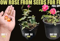Rose Seeds Plant Rose Seeds Plant