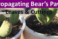Bear Paw Plant Propagation Bear Paw Plant Propagation