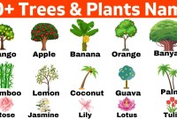 Tree In Hindi Plant Tree In Hindi Plant