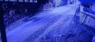 Buscan a un puma suelto en inmediaciones de Pilar del Este Buscan a un puma suelto en inmediaciones de Pilar del Este
