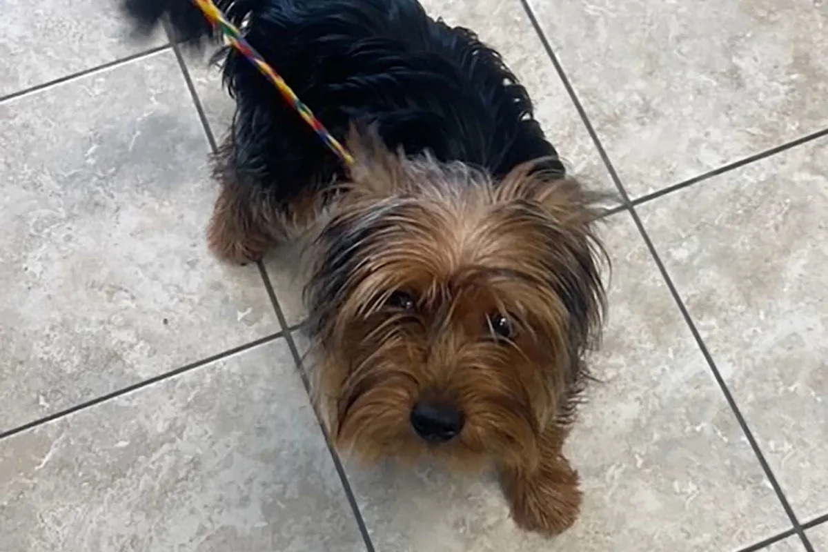 Mass. Couple Claimed They Found Abandoned Dog on Side of the Road. Why Police Are Now Saying It Was a Hoax Mass. Couple Claimed They Found Abandoned Dog on Side of the Road. Why Police Are Now Saying It Was a Hoax