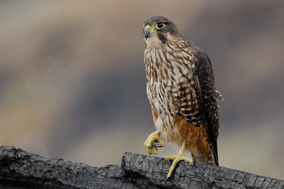A raptor with no qualms about eating its opponents wins New Zealand’s annual bird election A raptor with no qualms about eating its opponents wins New Zealand’s annual bird election