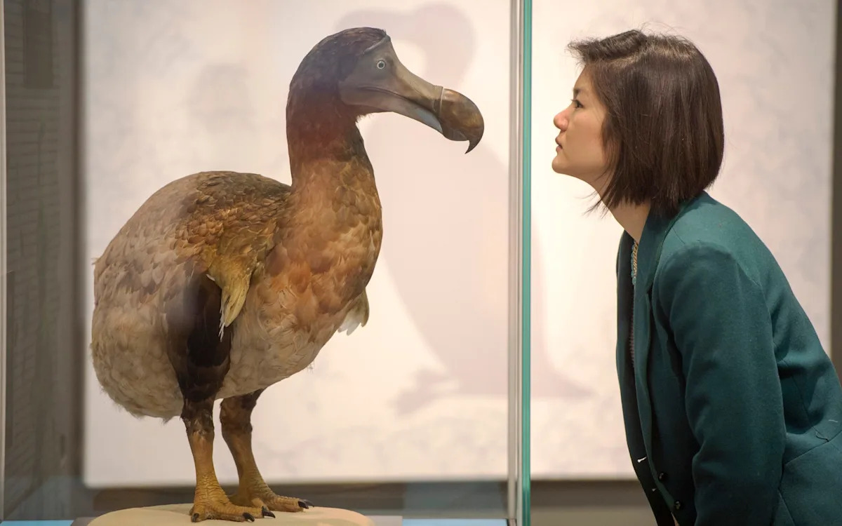 Dodo one step closer to returning from extinction Dodo one step closer to returning from extinction