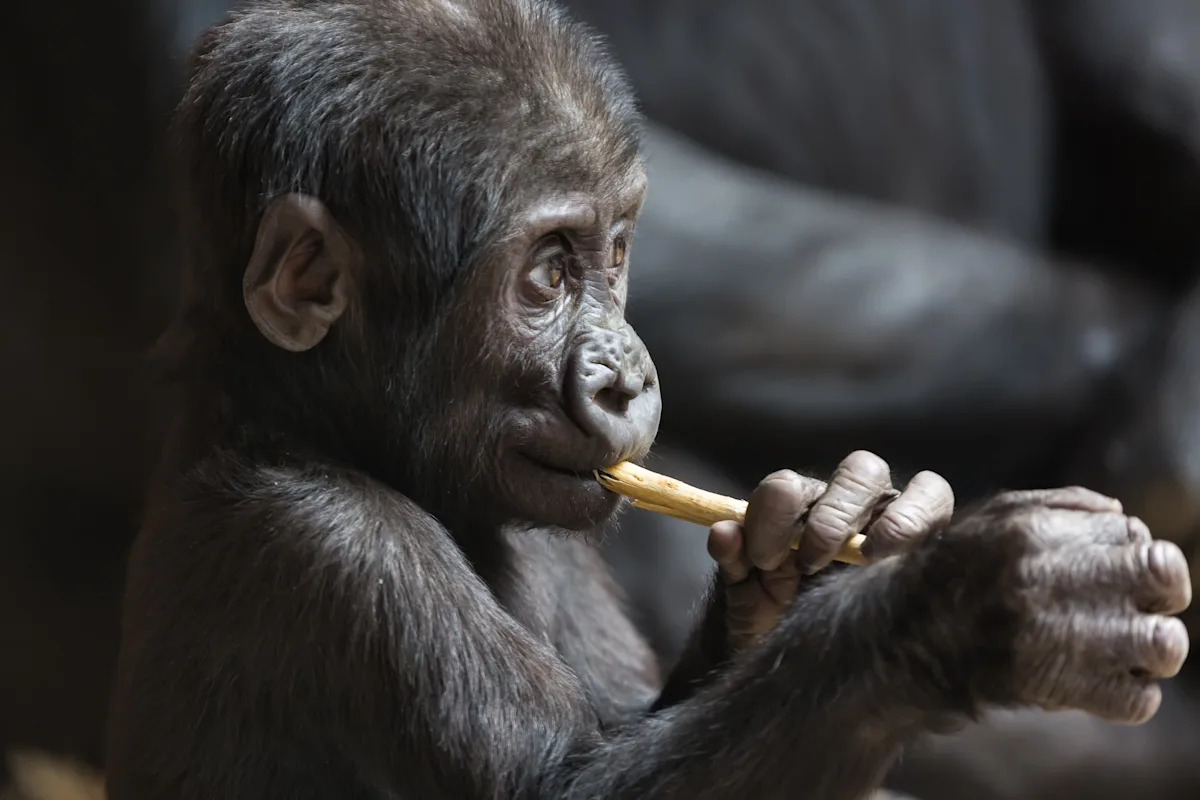 Experts sound alarm on disturbing phenomenon observed in gorillas: 'It is a sad sight' Experts sound alarm on disturbing phenomenon observed in gorillas: 'It is a sad sight'