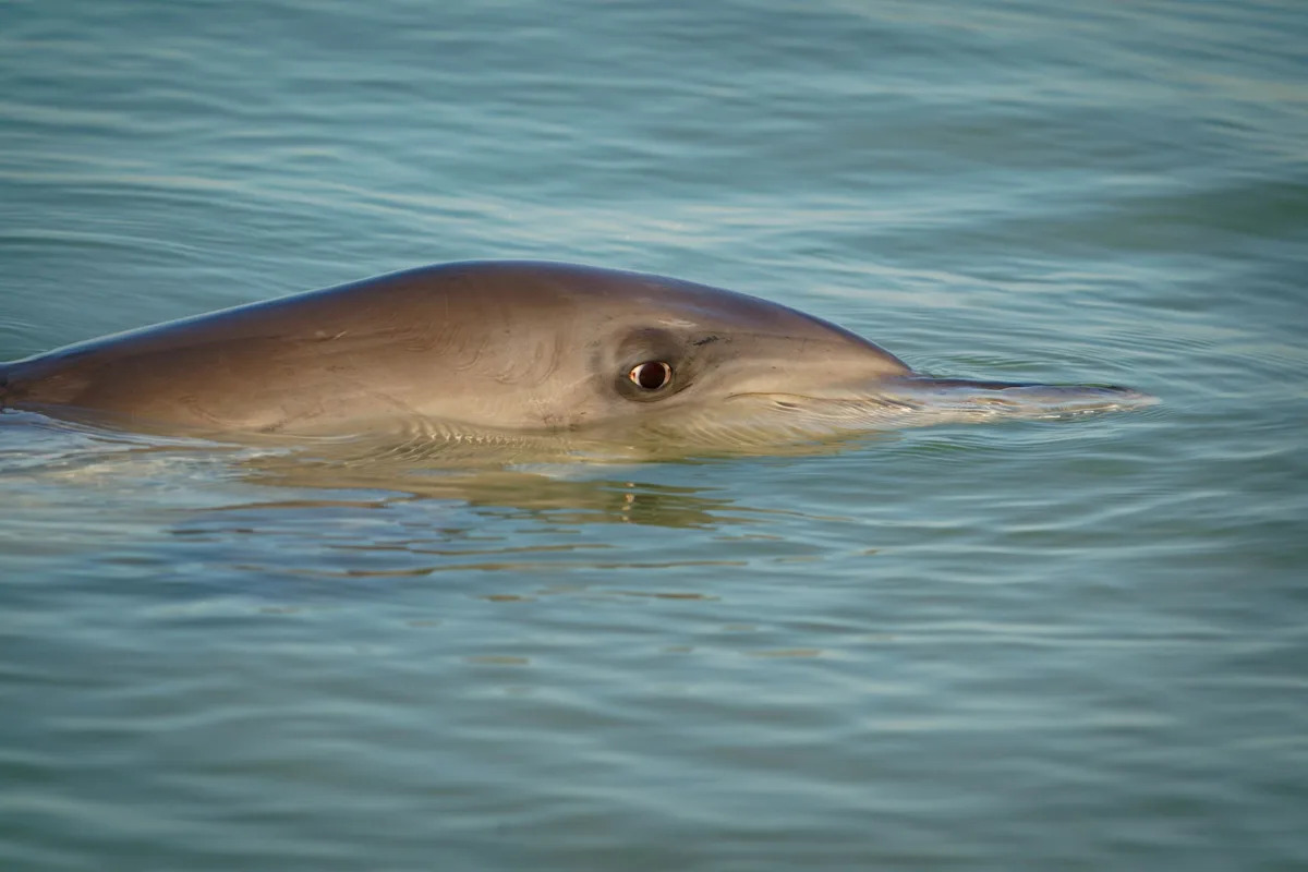 Researchers make horrifying discovery after examining dolphin guts — here’s what they found Researchers make horrifying discovery after examining dolphin guts — here’s what they found