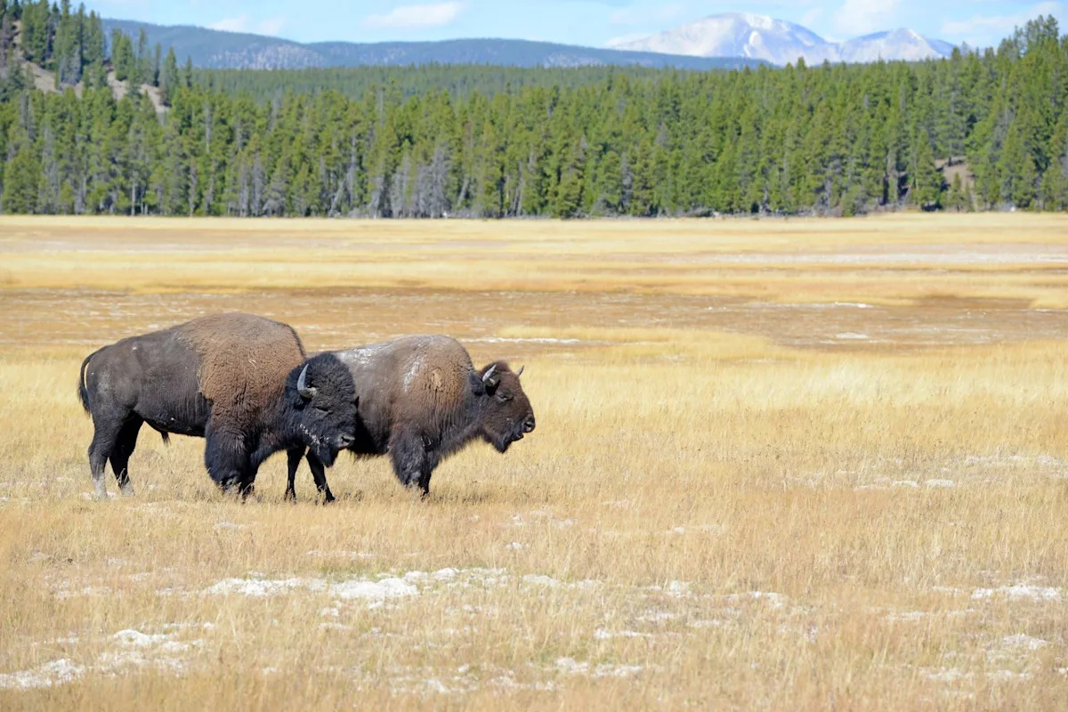 Researchers make surprising discovery about bison behavior in Yellowstone: ‘Important consequences’ Researchers make surprising discovery about bison behavior in Yellowstone: ‘Important consequences’